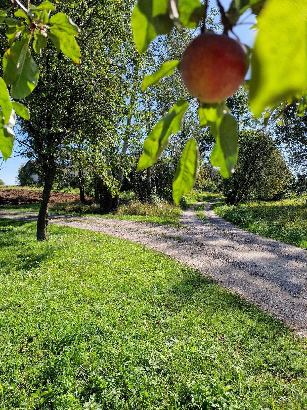 Dom blisko natury działka 23 ary - zdjęcie 12