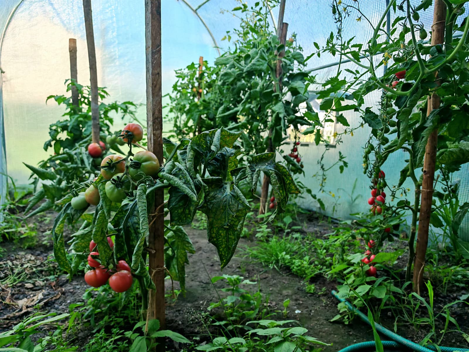 Klimatyczny dom z całorocznym basenem i dużą działką - zdjęcie 6